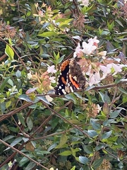 Vanessa atalanta