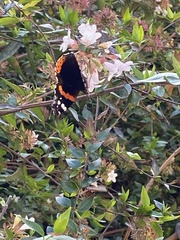 Vanessa atalanta