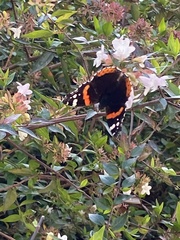 Vanessa atalanta
