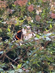 Vanessa atalanta