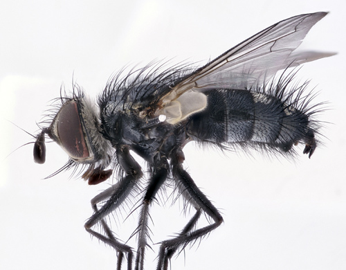 Phebellia glauca