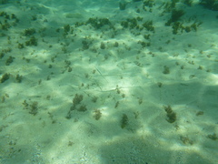 Fistularia commersonii