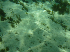 Fistularia commersonii