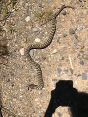 Hemachatus haemachatus