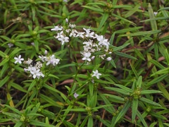 Gypsophila oldhamiana