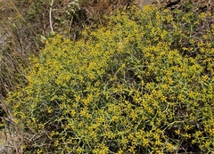 Bupleurum spinosum