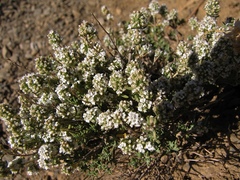 Thymus serpylloides