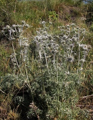 Eryngium bourgatii
