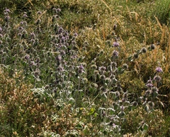 Marrubium supinum