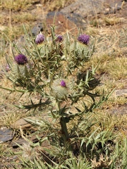 Cirsium odontolepis
