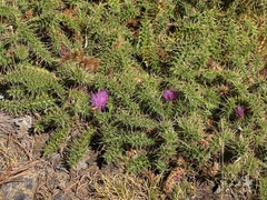 Cirsium acaule gregarium