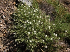 Arenaria pungens