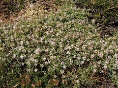 Hormathophylla spinosa