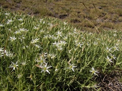 Arenaria pungens