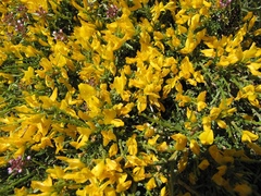 Genista versicolor
