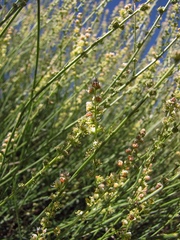 Reseda complicata