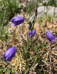 Campanula willkommii