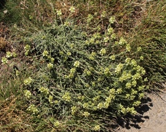 Sideritis glacialis