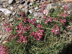 Asperula aristata scabra