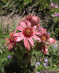 Sempervivum minutum