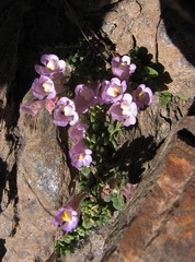 Chaenorhinum glareosum