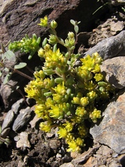 Sedum annuum