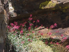 Centranthus nevadensis