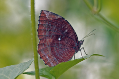 Elymnias pealii