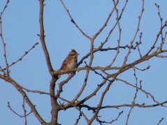 Emberiza rustica