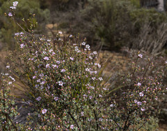 Ericomyrtus drummondii