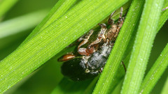 Plateumaris consimilis