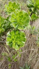 Aeonium arboreum arboreum