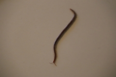 Geophilus carpophagus