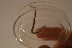 Geophilus carpophagus