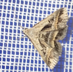 Acantholipes trimeni