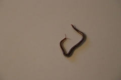 Geophilus carpophagus