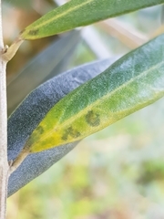 Venturia oleaginea