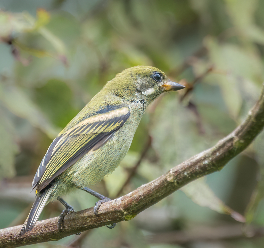 Moustached Tinkerbird photo