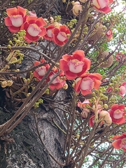 Couroupita guianensis