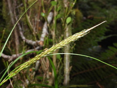 Carex corynoidea