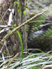 Carex corynoidea