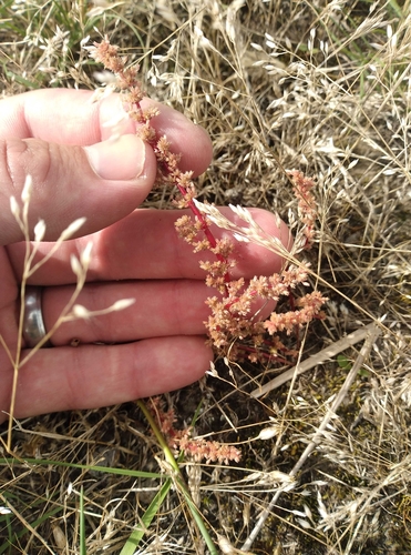 Crassula colligata