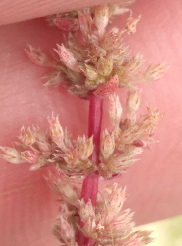 Crassula colligata