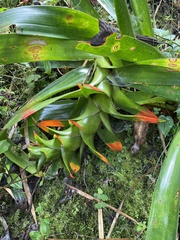 Guzmania gloriosa