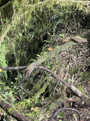 Grallaria saturata