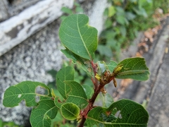 Magnoliopsida