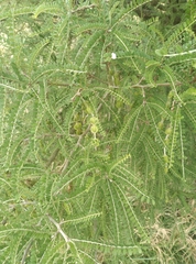 Sophora microphylla microphylla