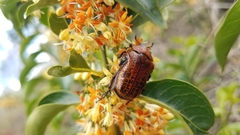 Anochilia