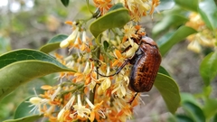 Anochilia
