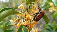 Anochilia